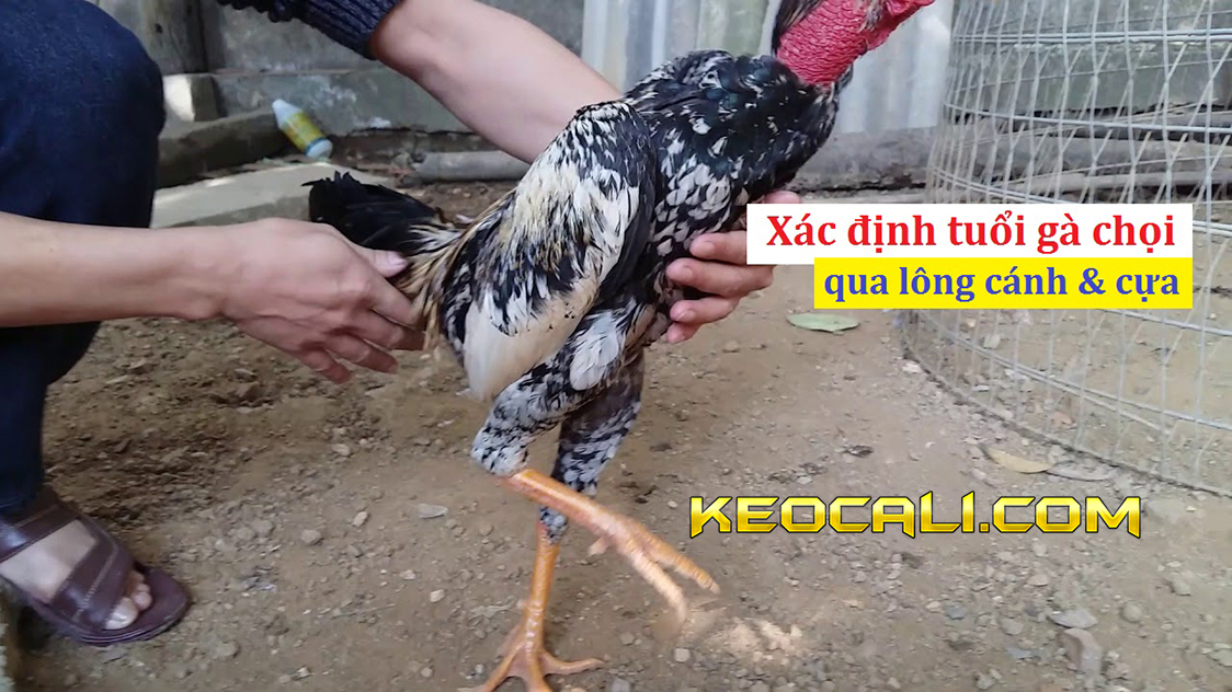 Cách đoán tuổi gà chọi chính xác 100%